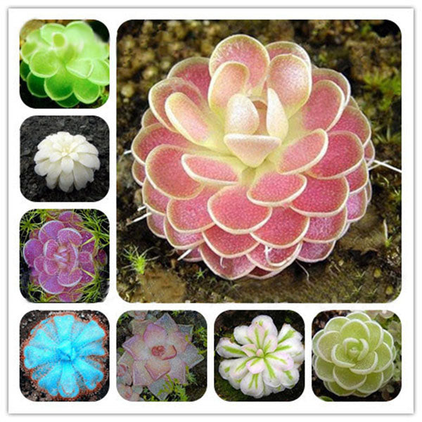 Egrow 100Pcs/Bag Insectivorous Plant Seeds Succulents Dionaea Muscipula Venus Flytrap Bonsai Seed