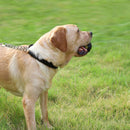 Mini Monstar Pet Automatic Leaking Food Dog Vocal Ball From Xiaomi Youpin Stimulating Grinding Teeth Fun And Relaxing Pet Toys