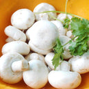 Egrow 100Pcs/Bag White Mushroom Seeds New Edible and Healthy Vegetable Seeds Bonsai Plant Seeds