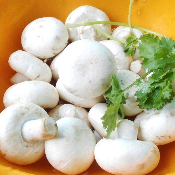 Egrow 100Pcs/Bag White Mushroom Seeds New Edible and Healthy Vegetable Seeds Bonsai Plant Seeds