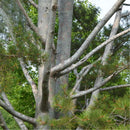 Egrow 30 Pcs/Pack Pinus Bungeana Tree Seeds Pinus Bungeana Tree Semente Plant White Pine