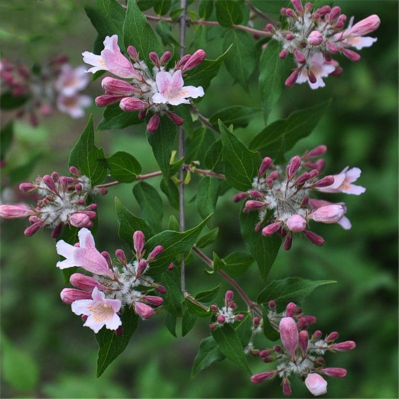 Egrow 50 Pcs/Pack Kolkwitzia Seeds Kolkwitzia Tree Plant Kolkwitzia Amabilis Geaebn