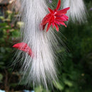 Egrow 20Pcs/Bag Succulent Plant Seeds Limited Sementes Cactus Hildewintera Colademononis Plants Seed