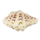Living Room Ornaments Sea Shell Clam Tridacna Big Conch Natural 10-12CM Fish Tank Decorations