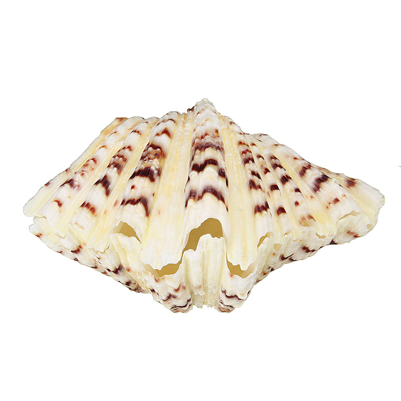Living Room Ornaments Sea Shell Clam Tridacna Big Conch Natural 10-12CM Fish Tank Decorations