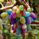 Egrow 50Pcs/Pack Grape Seeds Rainbow Colorful Garden Fruit Plants Sweet Kyoho Grape Seeds