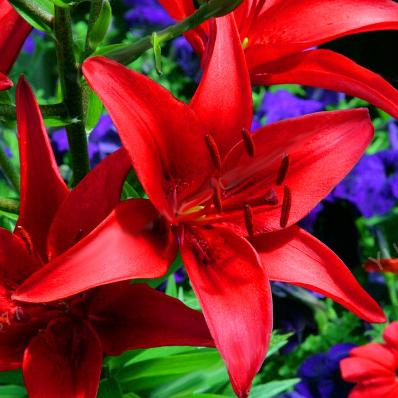 Egrow 2Pcs/Pack Lily Seeds Rare Red Lily Bulb Bonsai Bulb Bonsai Lily Bulb Pleasant Fragrance Home And Garden Plants