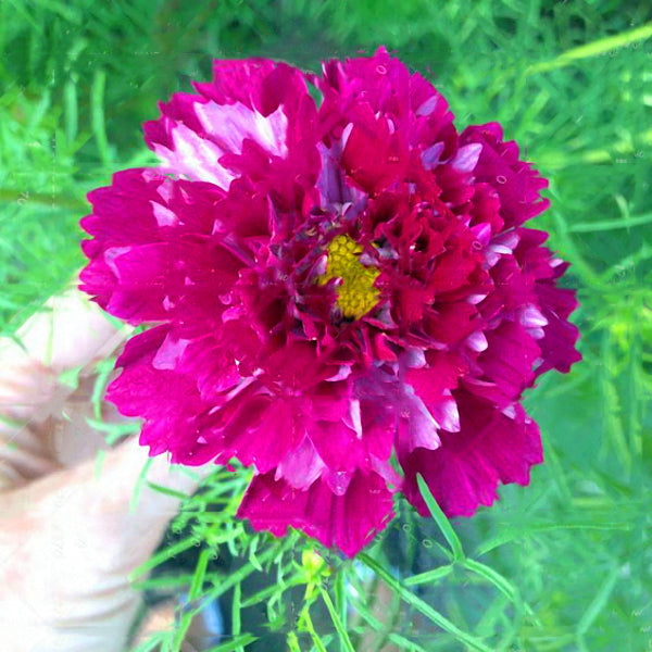 Egrow 100Pcs/Pack Chrysanthemum Seeds Double Cosmos Perennial Flower Seeds Bonsai Plants