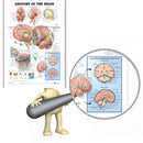 Human Anatomy of the Brain Poster Anatomical Chart Human Body Medical Education