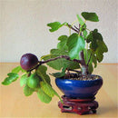 Egrow 100Pcs/Pack Tropical Fig Seeds Mini Fig Tree Bonsai Fruit Seed Garden Indoor Potted Plants