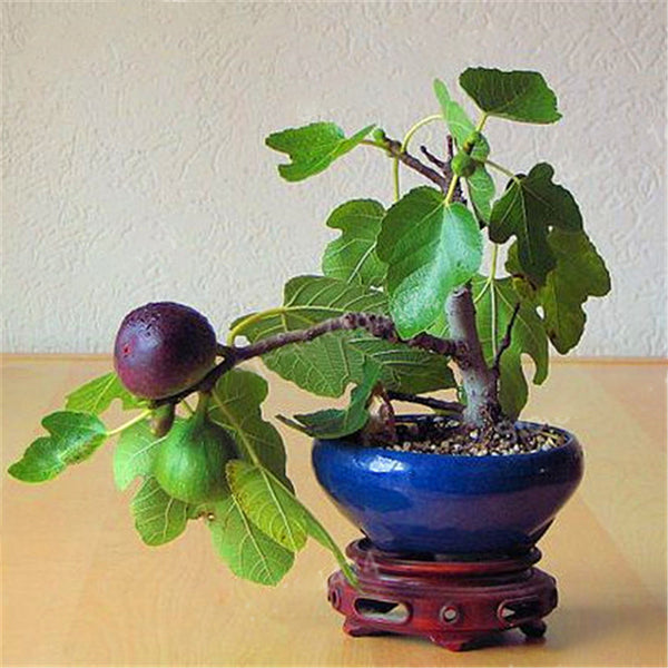 Egrow 100Pcs/Pack Tropical Fig Seeds Mini Fig Tree Bonsai Fruit Seed Garden Indoor Potted Plants