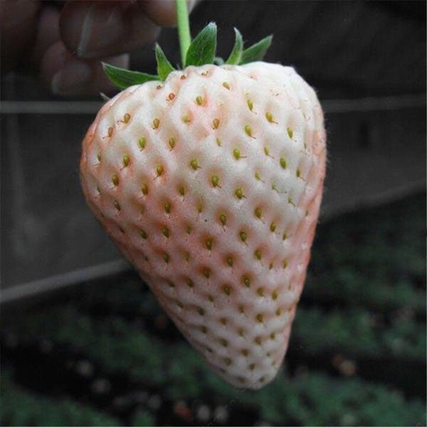 Egrow 100Pcs/Pack White Strawberry Seeds Garden Indoor Bonsai  Organic Fragaria Fruit Seed