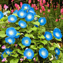Egrow 20Pcs/Pack Morning Glory Seeds Heavenly Blue Flowers Gardening Path Decorations
