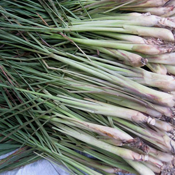 Egrow 30Pcs/Pack Lemon Grass Seeds Home Garden Herb Plants DIY Homemade Essential Oil