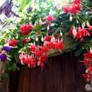 30PCS Fuchsia Hybrida Voss Seeds Potted Ornamental Plants Garden Bonsai
