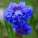 Egrow 100Pcs/Pack Blue Cornflower Centaurea Cyanus Seeds Balcony Patio Garden Flowers Potted Bonsai Plant Seed