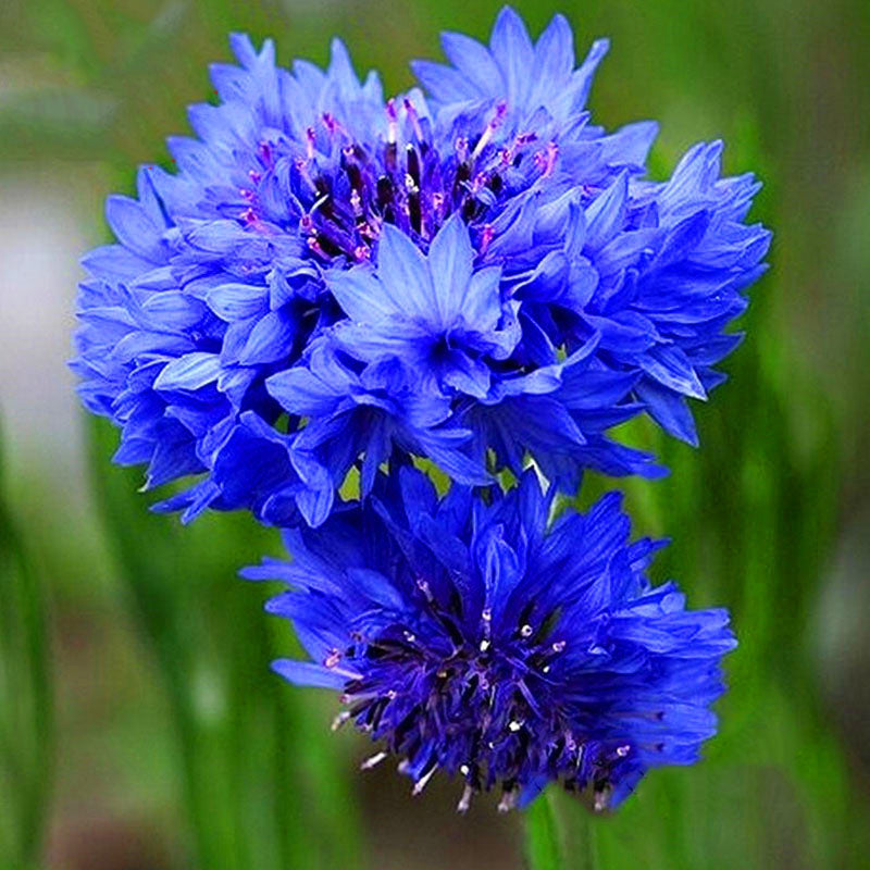 Egrow 100Pcs/Pack Blue Cornflower Centaurea Cyanus Seeds Balcony Patio Garden Flowers Potted Bonsai Plant Seed