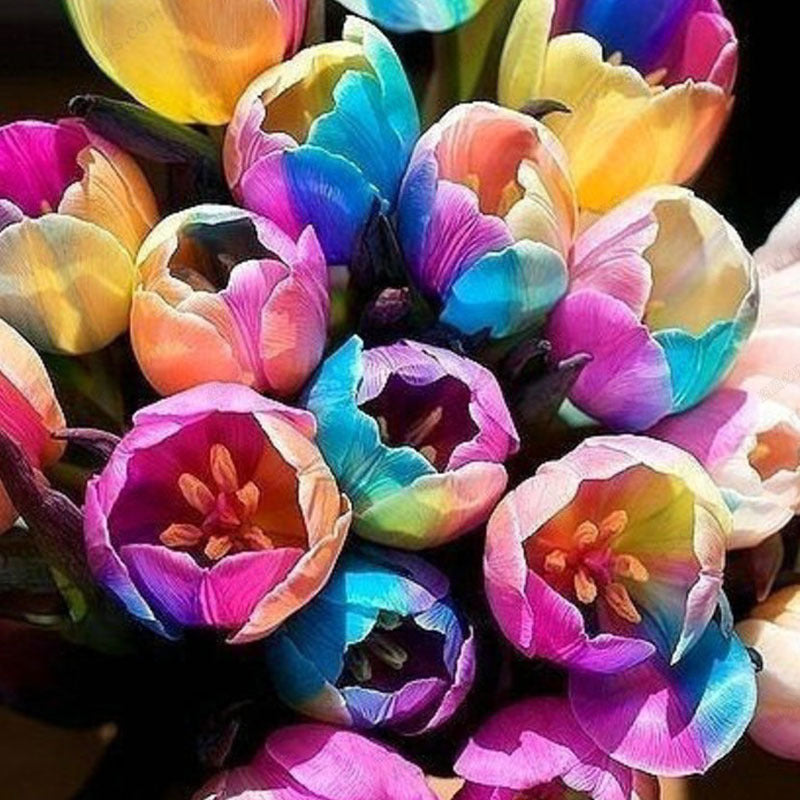 Egrow 120Pcs/Pack Tulip Flower Seeds Purple White Edge Flowers Perennial Home Garden Potted Plants