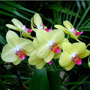 Egrow 200pcs/Bag Phalaenopsis Rare Orchid Seeds Bonsai Plants Flowers Seeds For Home Garden Plants