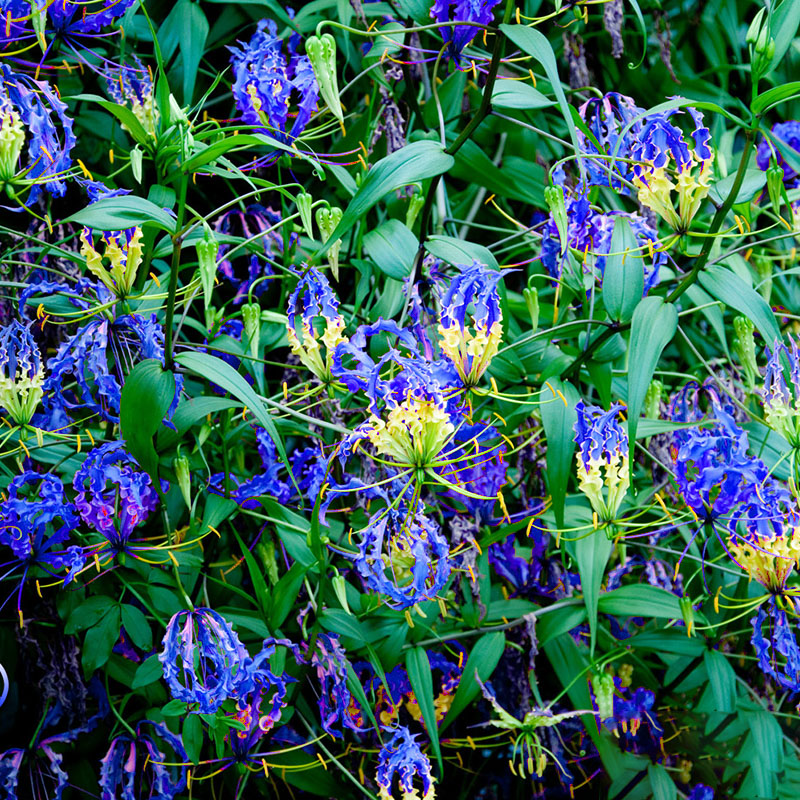 Egrow 50pcs/Bag Blue Flame Lily Seeds Fast Growing Bonsai Seeds Exotic Flowering Plants Seeds