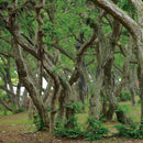 Egrow 30 Pcs/Pack Carpinus Tree Seeds Carpinus Tree Semente Plant Carpinus Turczaninowii Hance