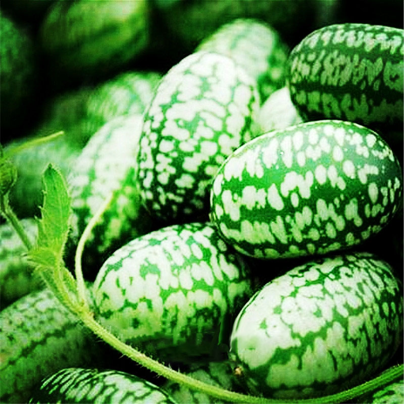 Egrow 50Pcs/Bag Mini Watermelon Seeds Thumb Watermelon Seeds Watermelon Fruit Seeds Indoor Plants