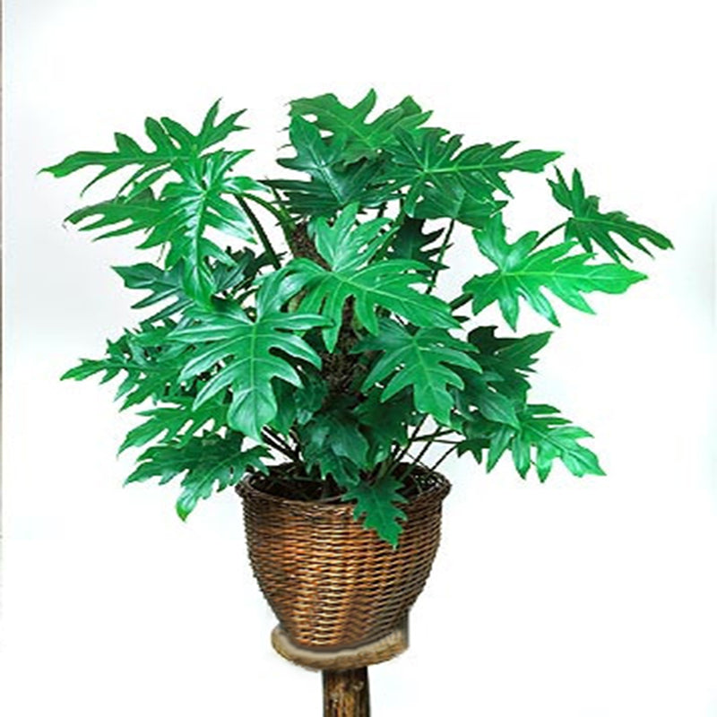 Egrow 100Pcs/Pack Philodendron Seeds 10 Kinds Mix Philodendron Bonsai Vine Leaf Indoor Plants Anti Radiation Absorb Dust Tree Plant