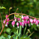 Egrow 10Pcs Dicentra Spectabilis Seeds Bleeding Heart Garden Plant Heart-Shaped Flowers