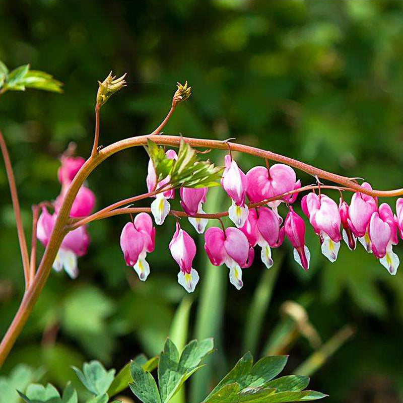 Egrow 10Pcs Dicentra Spectabilis Seeds Bleeding Heart Garden Plant Heart-Shaped Flowers
