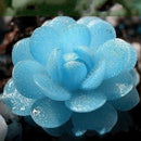 Egrow 100 PCS Blue Lithops Perennial Pseudotruncatella Seeds Kyanite Succulent Garden Plants Seed