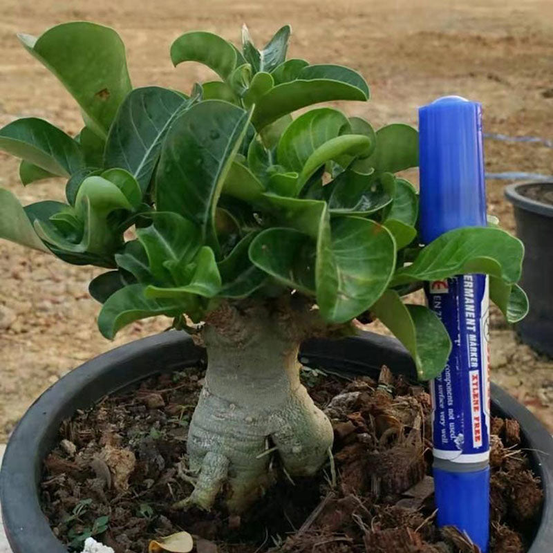 Egrow 2 Pcs/Pack Desert Rose Seeds Adenium Obesum Semillas Bonsai Desert Rose Flower Plant