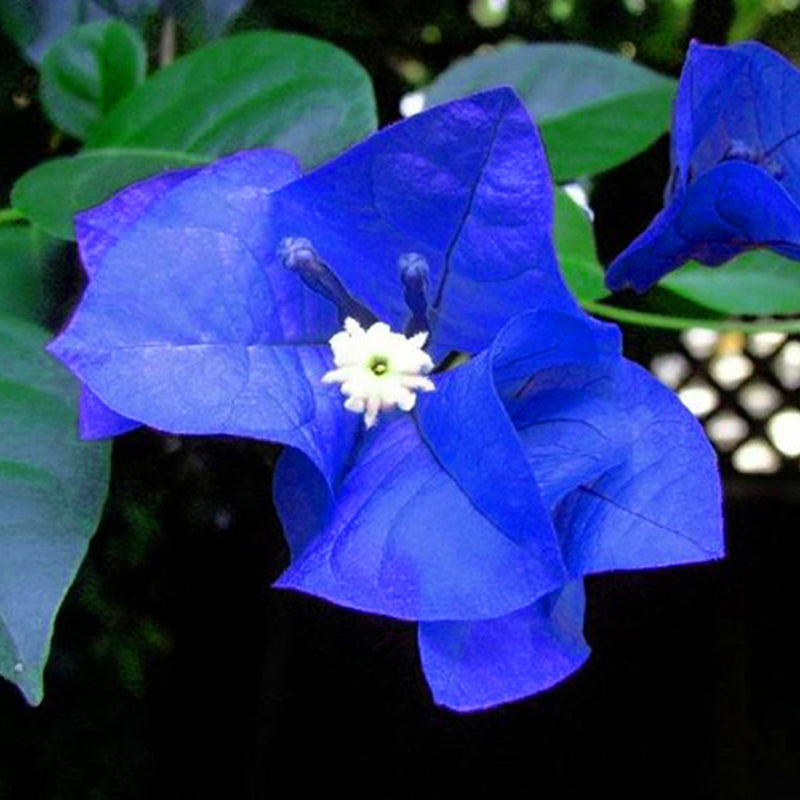 Egrow 100 Pcs/Pack Bougainvillea Seeds Unique Blue Bougainvillea Spectabilis Garden Perennial Bonsai Plant Flower Plantas