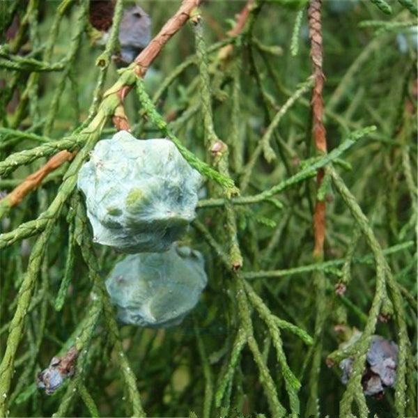 Egrow 60 Pcs/Pack Cypress Seeds  Line Cypress Tree Plant Chamaecyparis Pisifera Filifera