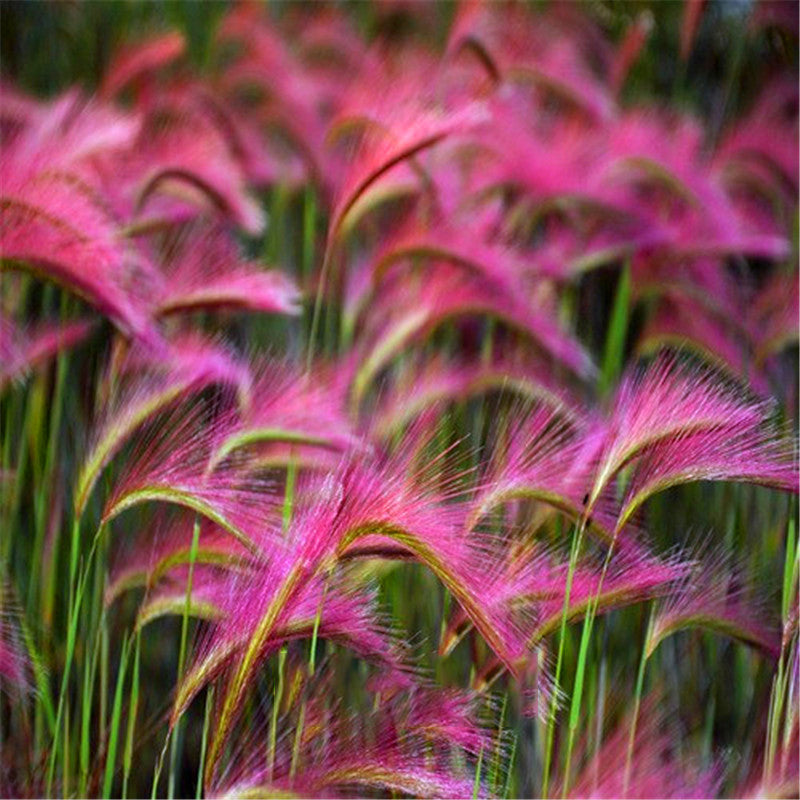 Egrow 30Pcs/Bag Rabbit Tail Grass Seeds Grass Barley Hordeum Jubatum Herb Seeds for Home Garden