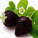 Egrow 200 PCS Black Strawberry Seeds Fresh Exotic Tasty Fruit Potted Seed Garden Bonsai Plant