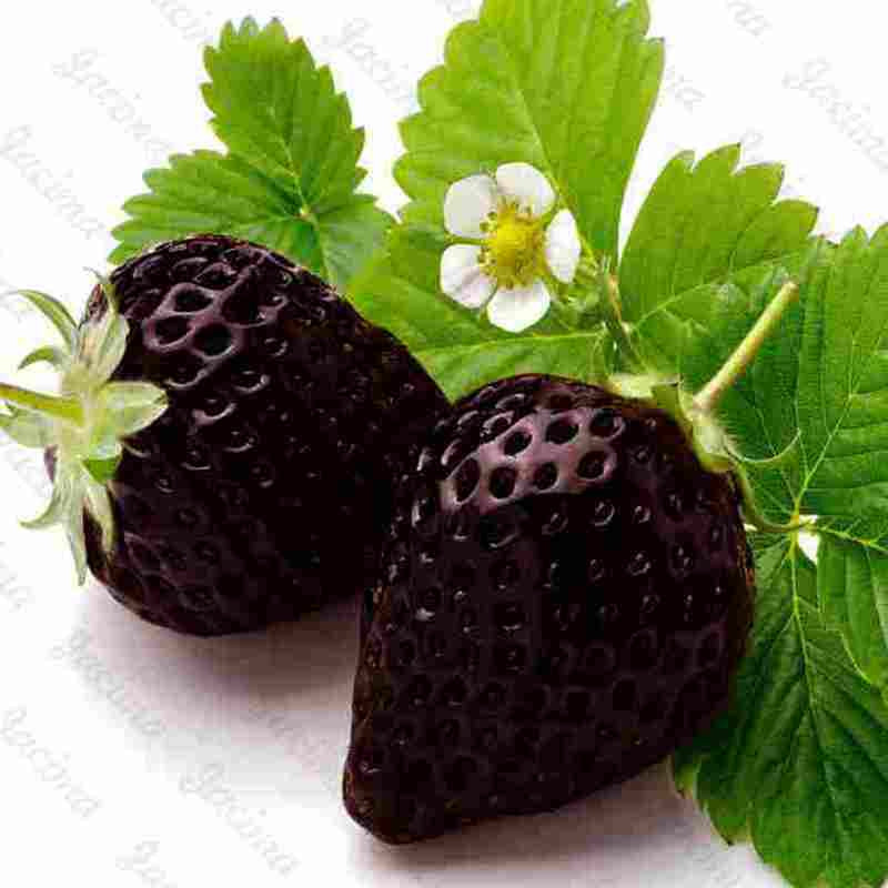 Egrow 200 PCS Black Strawberry Seeds Fresh Exotic Tasty Fruit Potted Seed Garden Bonsai Plant