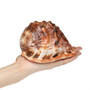 Natural Bull's mouth Helmet Conch Shell Coral Sea Snail FishTank Adorn Ornament Home Decorations