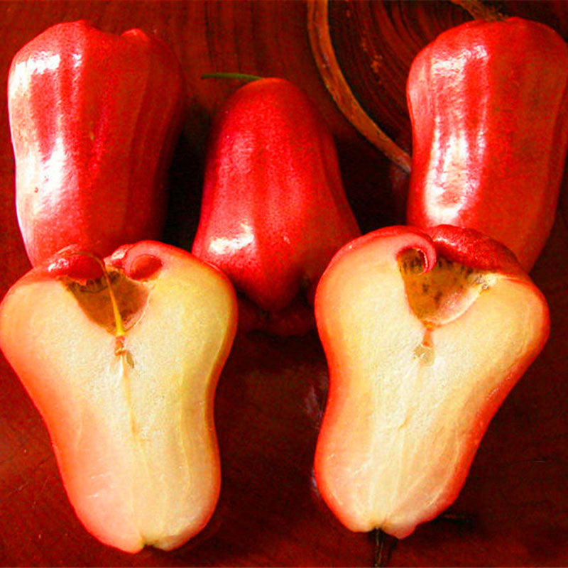 Egrow 100 PCS/Pack Jambu Air Seeds Rose Wax Apple Bonsai Rare Fruit Flores for Home Garden Planting