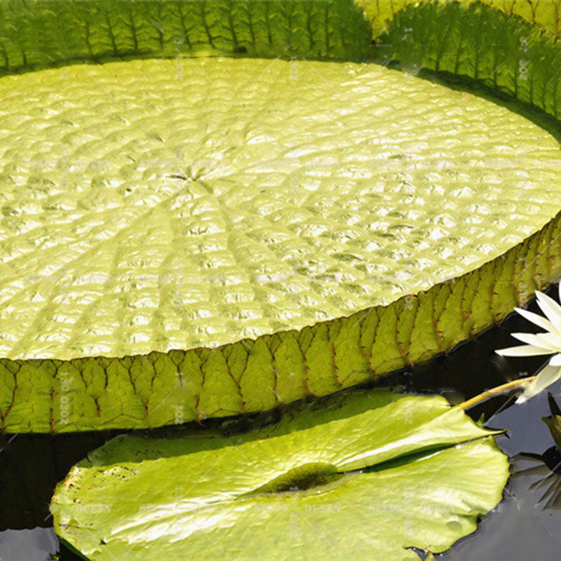 Egrow 10 Pcs/Pac Lotus Seeds Lotus Leaf Bonsai Giant Water Lily Flower For Home Garden Flower