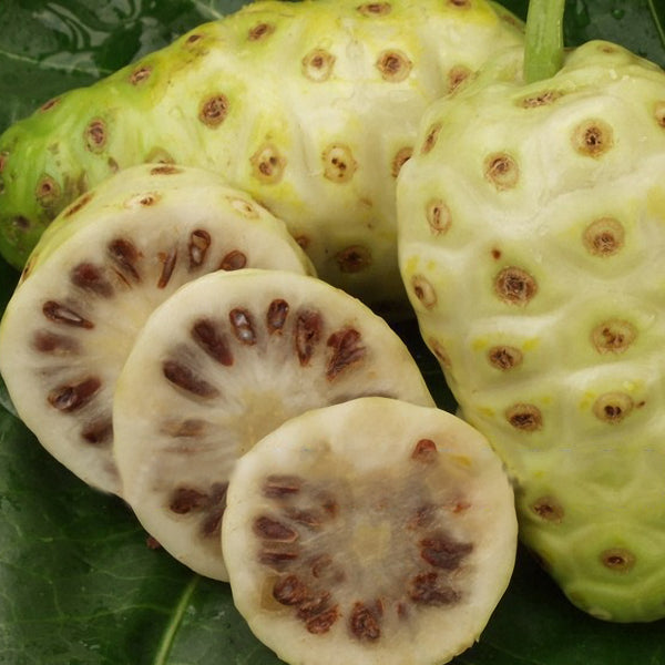 Egrow 10Pcs/Pack NONI Morinda Citrifolia Tree Seeds Rare Garden Fruit Tree Plants Seeds