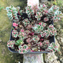 Egrow 100Pcs/Bag Lotus Succulents Seeds Mixed Rose Lithops Phedimus Plants Flowers Seed