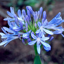 Egrow 100 Pcs/Pack Agapanthus Seeds Agapanthus Africanus Bonsai Home Garden Flower Drought Tolerant
