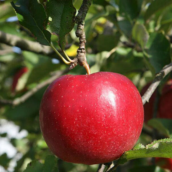 Egrow 50 Pca/Pack Red-Fleshed Apple Seeds Redlove Apple Fruit Tree Seed Garden Planting