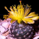 Egrow 100 Pcs/Pack Cacyus Seeds Ball Cactus Garden Rare Succulent Plant Plantas Bonsai Celestial Flower Pot Planters Flores