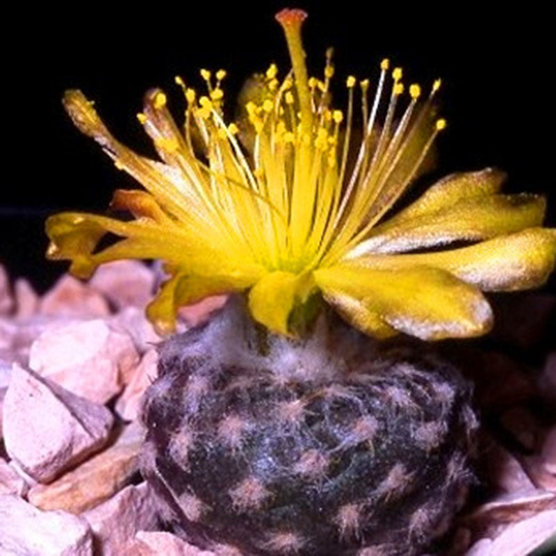 Egrow 100 Pcs/Pack Cacyus Seeds Ball Cactus Garden Rare Succulent Plant Plantas Bonsai Celestial Flower Pot Planters Flores