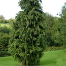 Egrow 60 Pcs/Pack Phoenix Tail Cypress Tree Seeds Phoenix Tail Cypress Tree Semente Plant Chamaecyparis Obtusa Filicoides