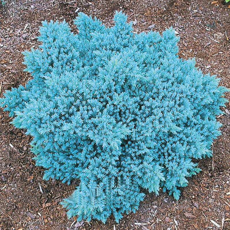 Egrow 50Pcs/Pack Blue Spruce Seeds Evergreen Picea Pungens Glauca Garden Plant Tree Seeds