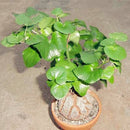 Egrow 2 Pcs/Pack Dioscorea Seeds Turtle Back Elephant's Foot Bonsai Plant For Home And Garden