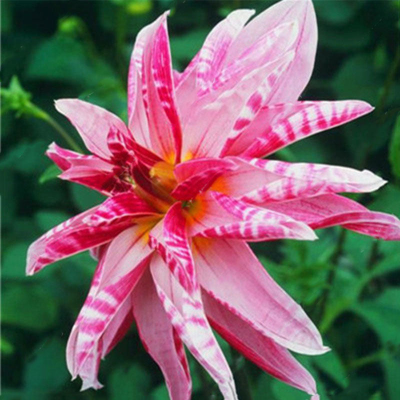 Egrow 10 Pcs/Pack Dahlia Seeds Dahlia Bulbs Exotic Rare Plants Bonsai Perennial Flower Bulbs Garden