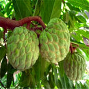 Egrow 5 Pcs/Pack Custard Apple Srikaya Seeds Bonsai Soursop Fruit Graviola Annona Muricata Plant Sweet Sop Fruit Sugar Apple Plant